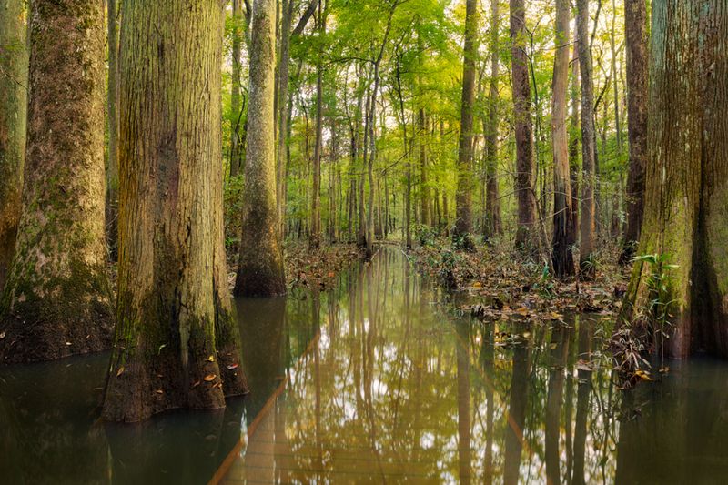 Congaree National Park's Natural Majesty