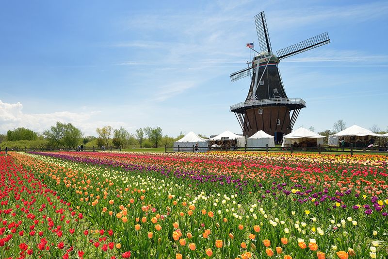 Tulip Time, Holland