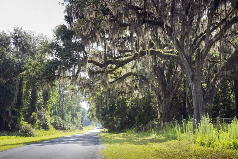 Moss, Oaks, and Quiet Roads
