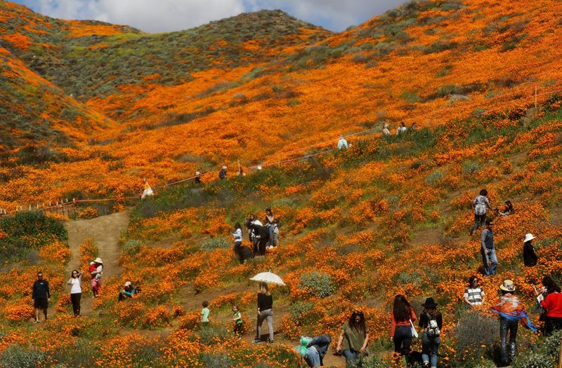 The 'Poppy Apocalypse' Phenomenon