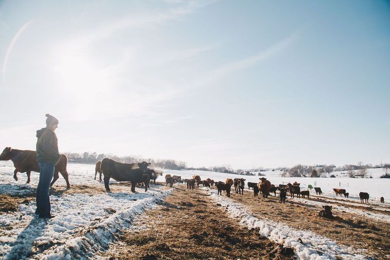 Local Ranch-to-Table Experiences: Meeting the Source