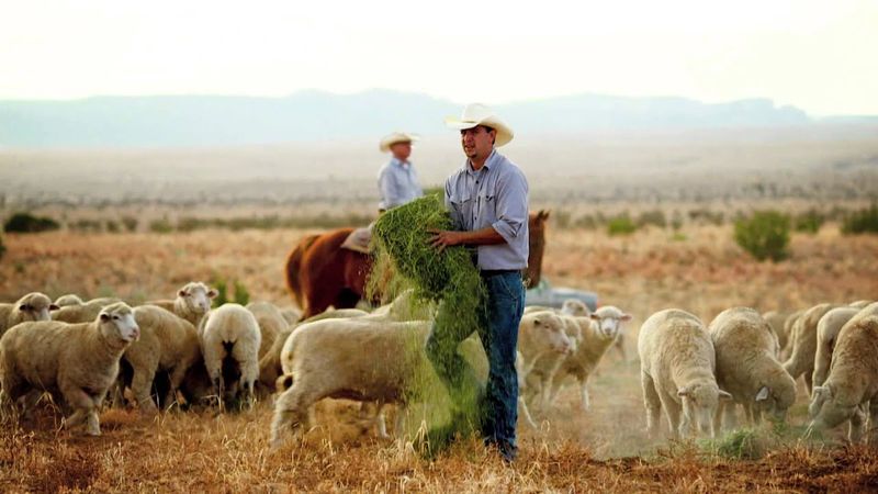 Talus Wind Heritage Meats (Santa Fe)