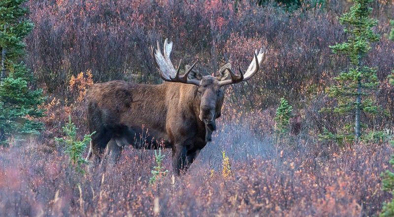No scouting from the sky before you hunt