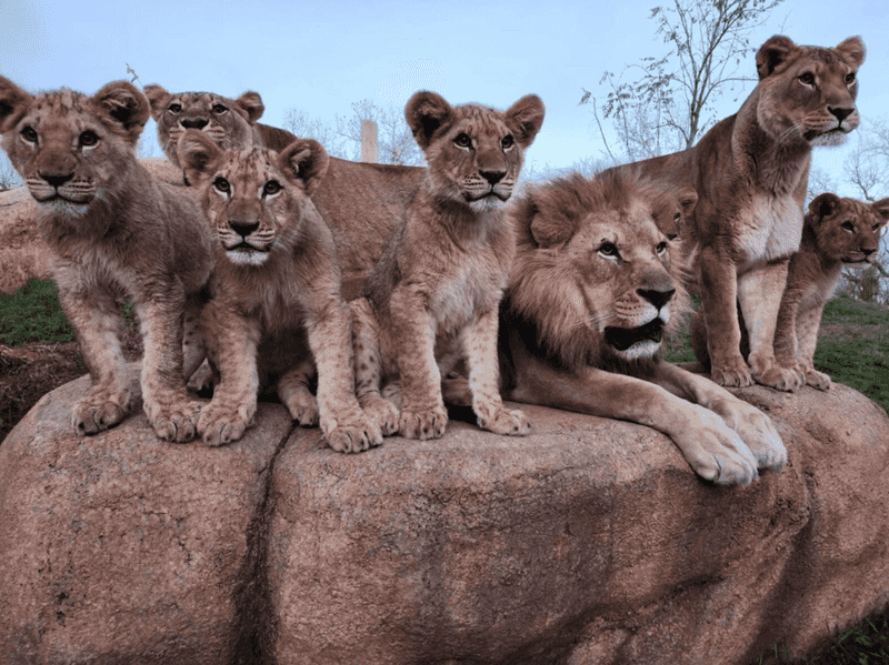 Illegal to Take a Lion to the Movies
