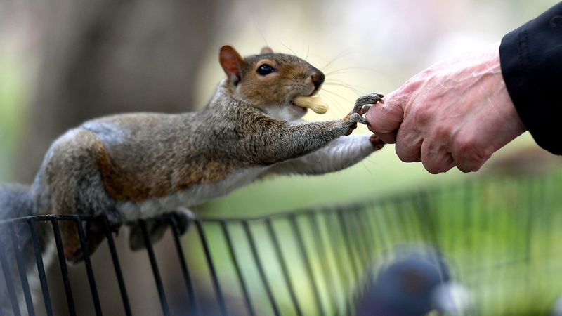 Feeding Wildlife Is a No-Go