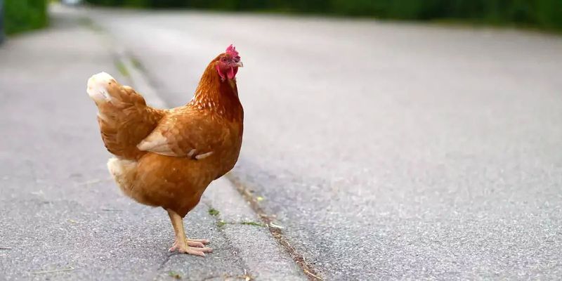 Chickens Can't Cross the Road in Quitman