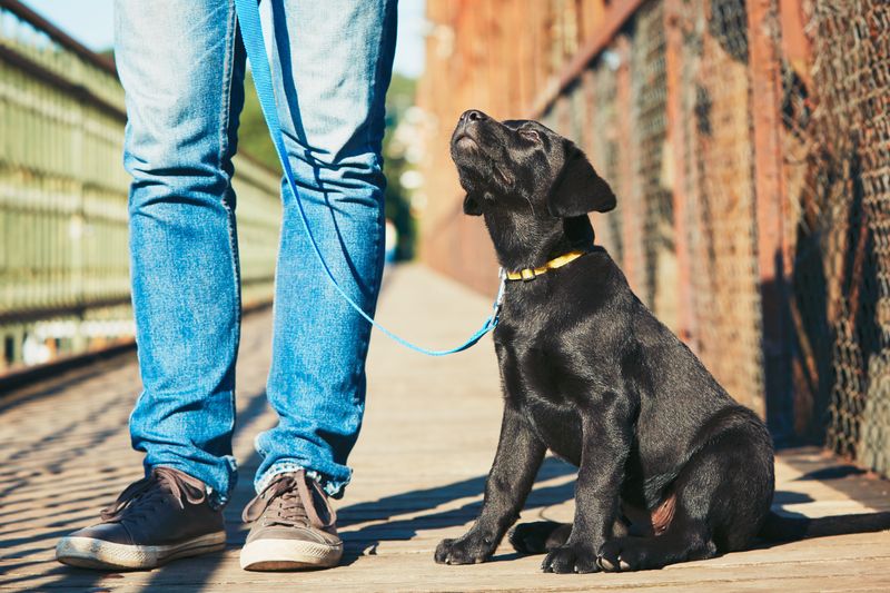 Leash and Pet Waste Rules in Cities and Parks