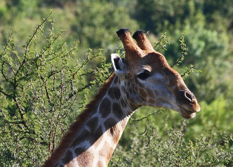 Don't Tie Your Giraffe to a Lamp Post