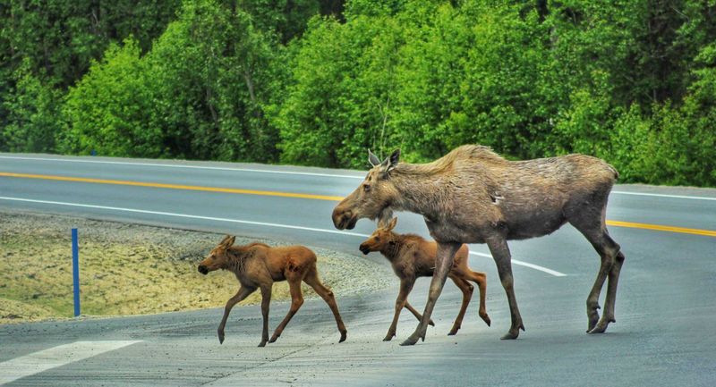 Never give wild animals human refreshments