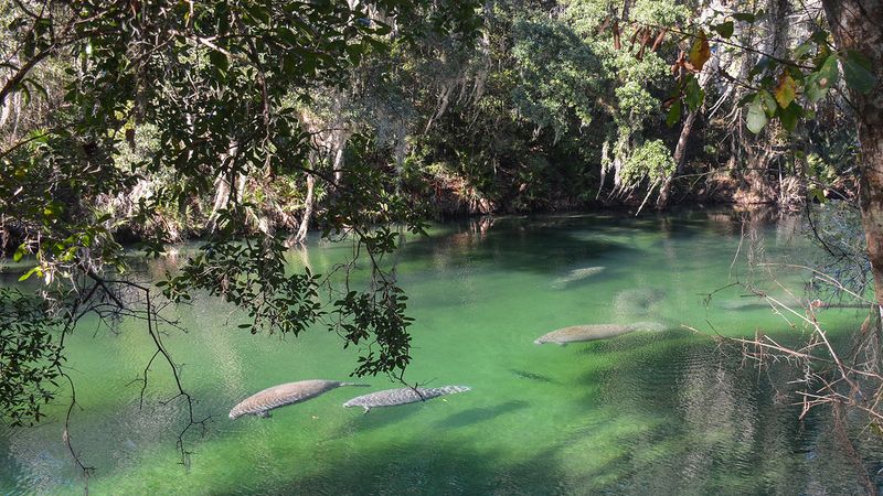 Deltona – Suburban Gateway to Manatee Magic