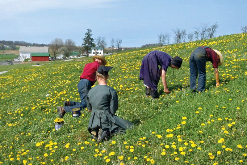 Dandelion Festival