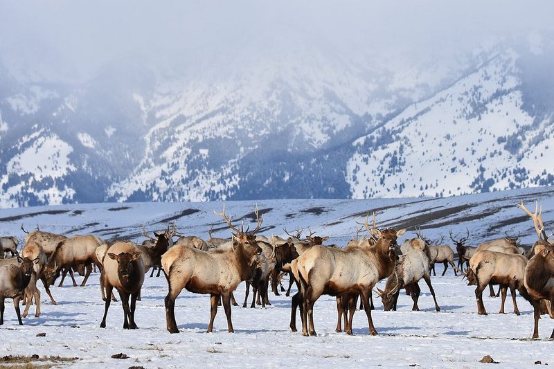 Miller Butte Road, National Elk Refuge, Jackson