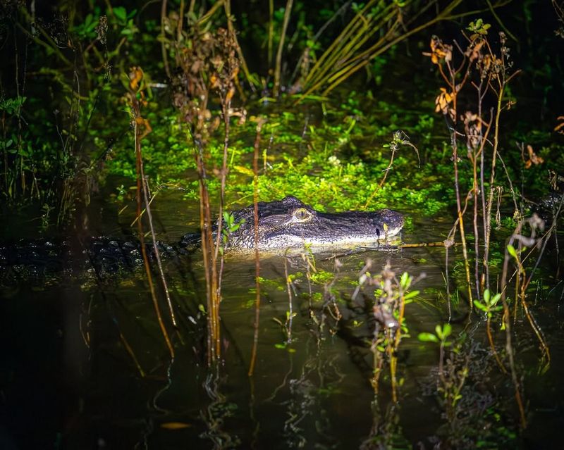Spooky Swamp Tours After Dark