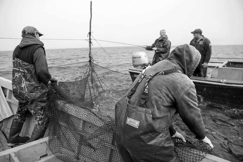 Dock-To-Dish Freshness Guarantees Quality