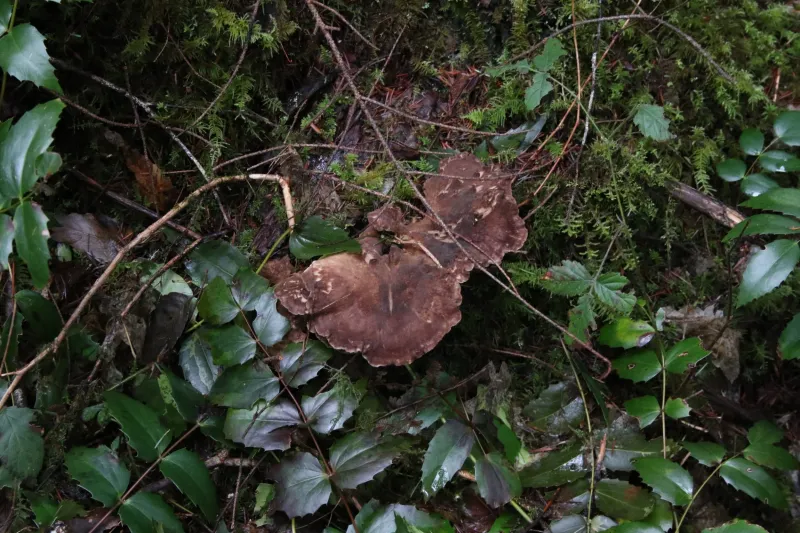 Hidden micro-habitats