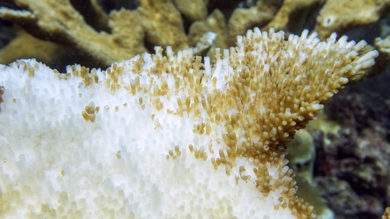 Physical Contact Triggers Coral Bleaching