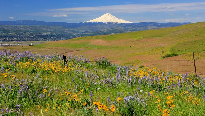 Common Wildflower Look-Alikes