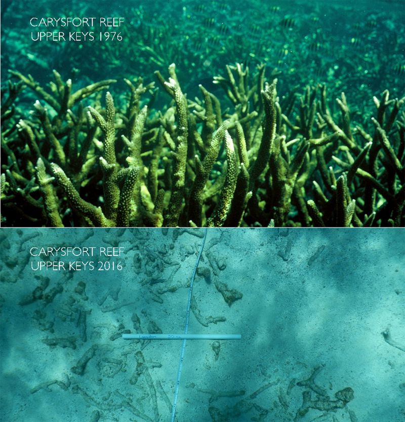 Coral Reef Destruction Through Recreational Activities