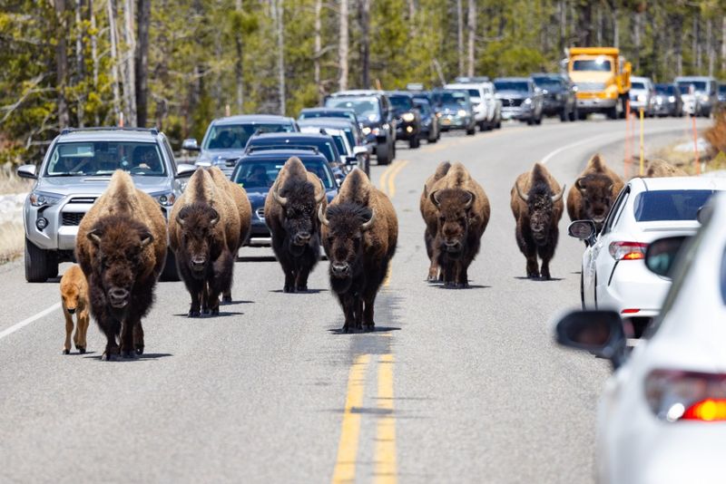 Bison Jams Can Last Longer Than Your Lunch Break