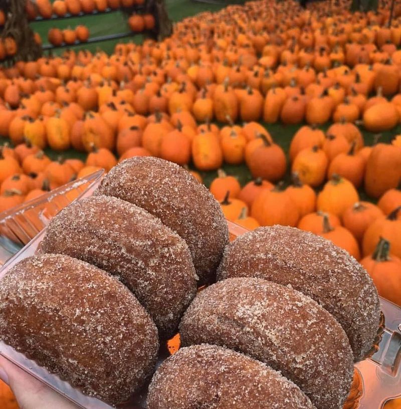 Tanner's Orchard Pumpkin Donuts