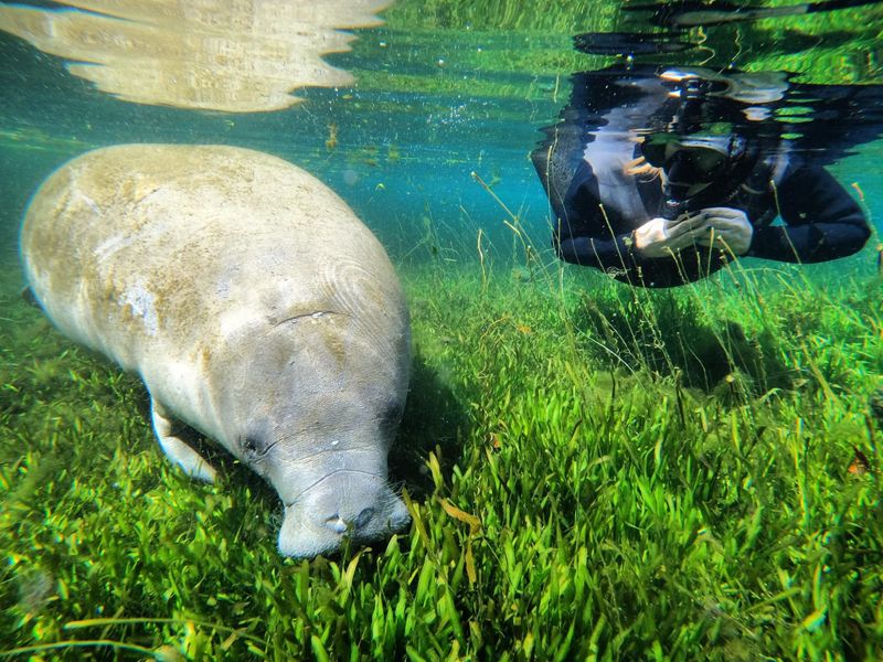 Touching manatees is strictly off limits