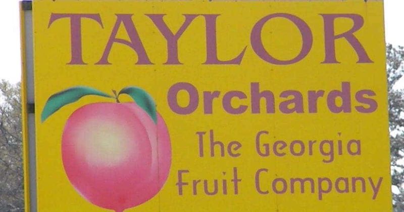 Taylor Orchards: Modern Growth in the Peach Belt