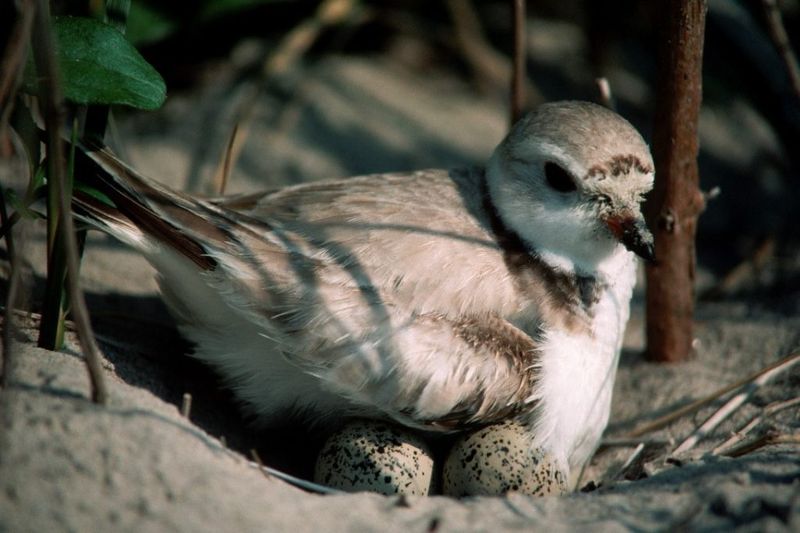 Disrupting Wildlife Habitat