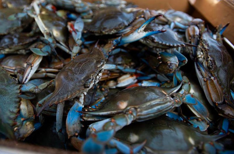 Live Seafood Proves Freshness