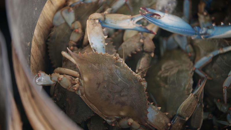 Truly Local, Fresh Chesapeake Bay Crabs
