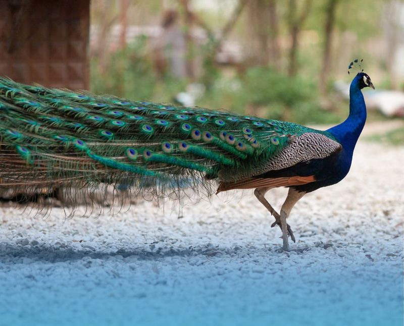 The Beloved Peacock Flock Story