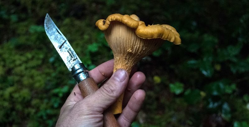 Harvesting Banned Species