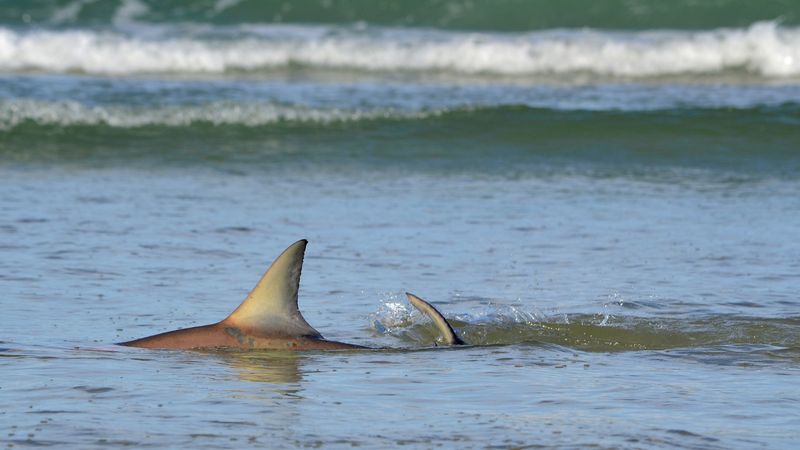 Harassing Sharks in Shallow Waters