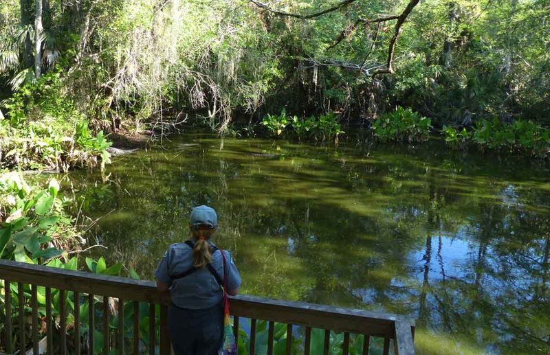 Fakahatchee Strand Preserve State Park