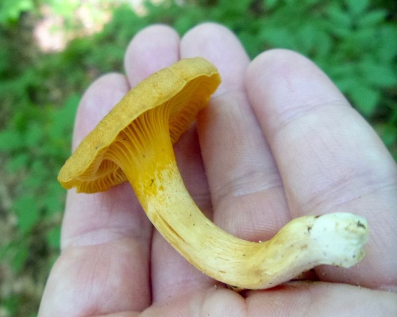 Picking Baby Mushrooms