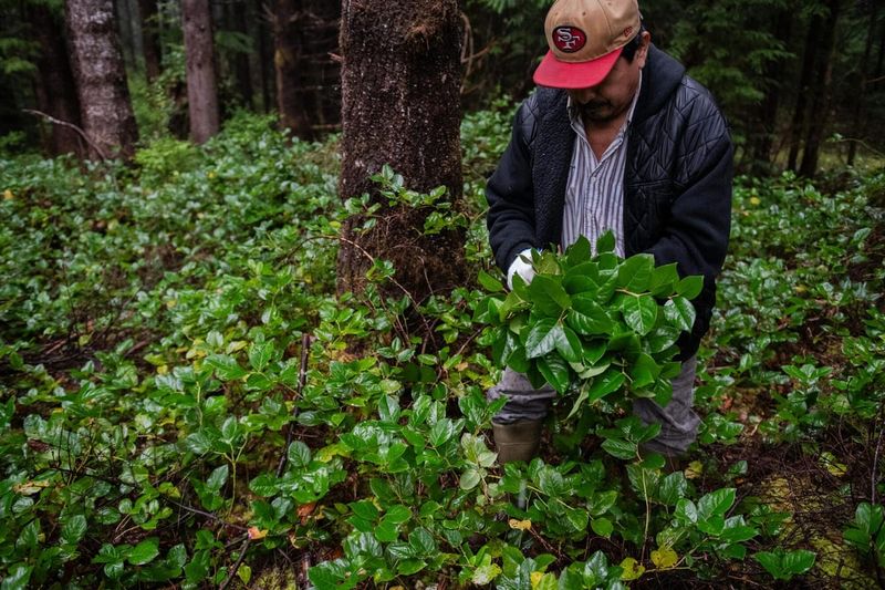 Commercial Forest Product Harvesting