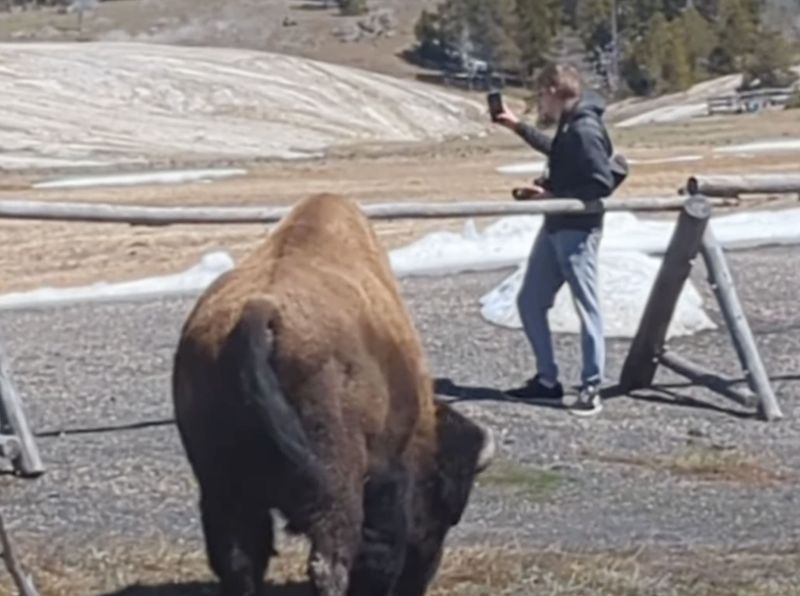 Wildlife Aren't Props for Your Selfie Collection