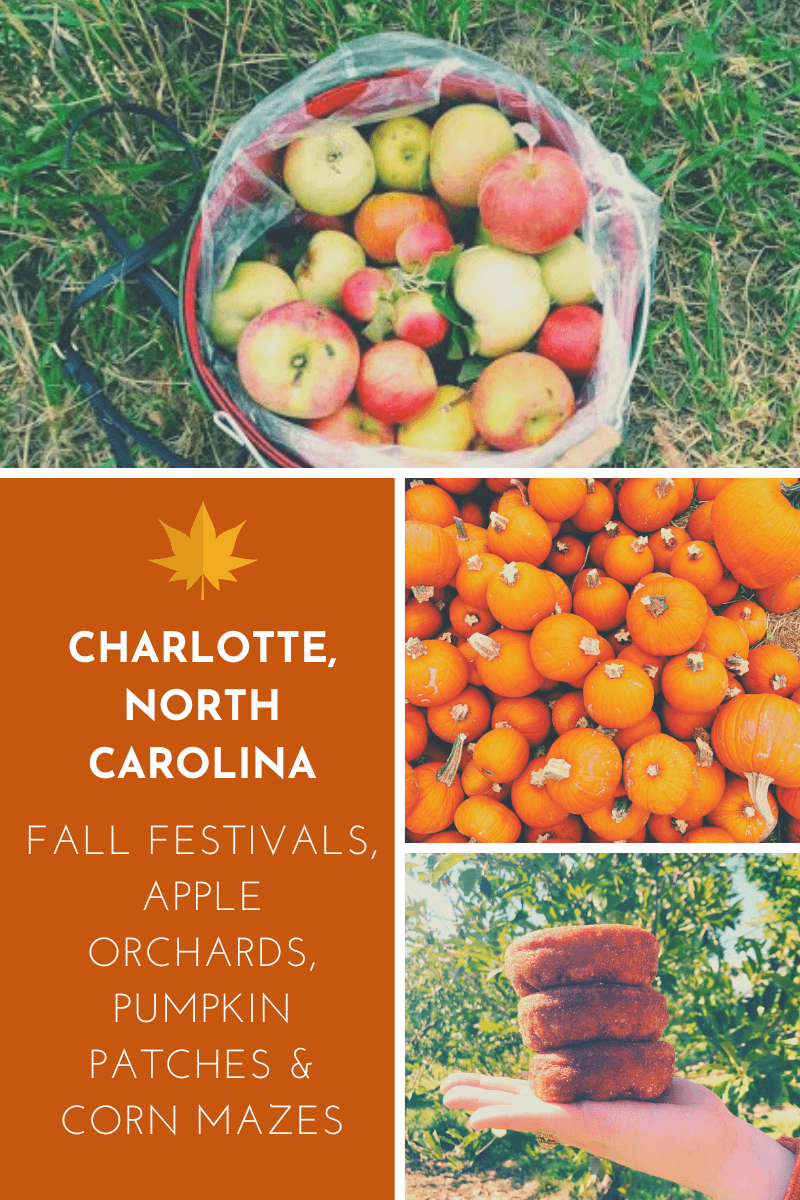 Why Halloween at North Carolina Orchards Is a Must-Visit