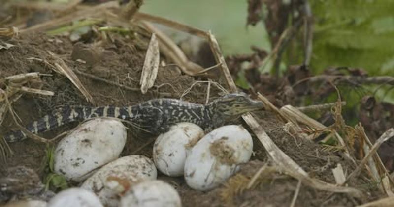 Possession of an Un-Permitted Alligator or Eggs