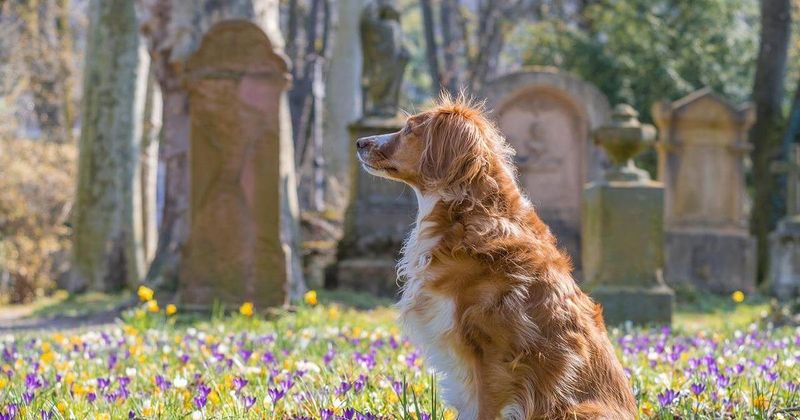 Bury a pet within two business days