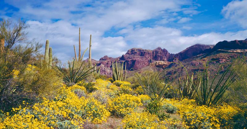 Ecosystem Preservation