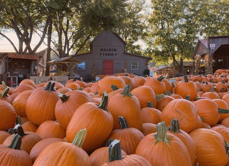The White House Pumpkin Patch
