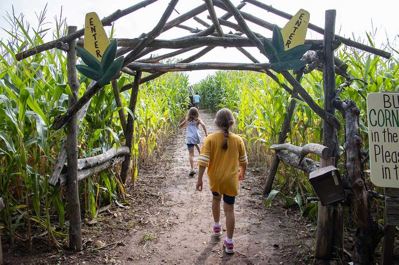 Maze Adventures in the Cornfields
