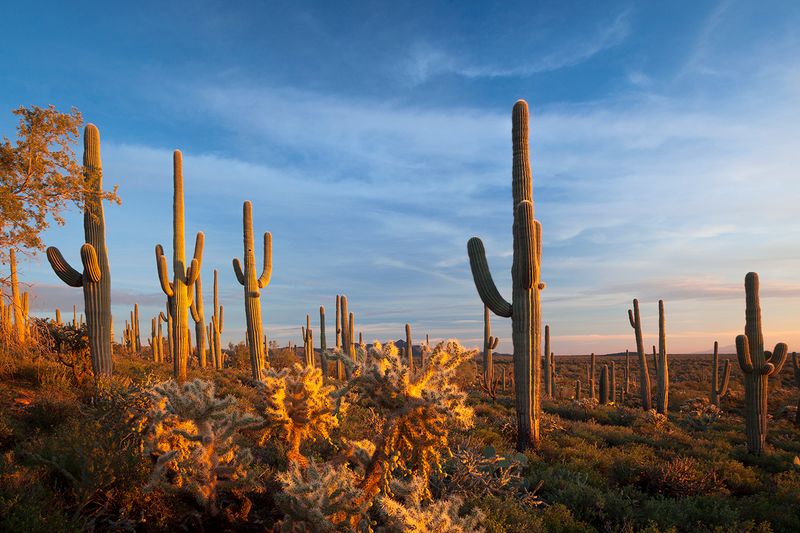 Gila Bend: Quirky Art and Sonoran Desert Trails