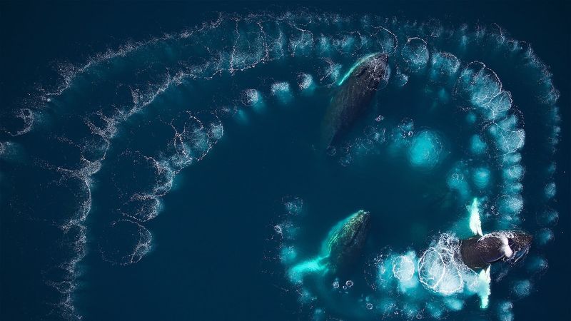 Whale Behaviors You’ll Talk About Later