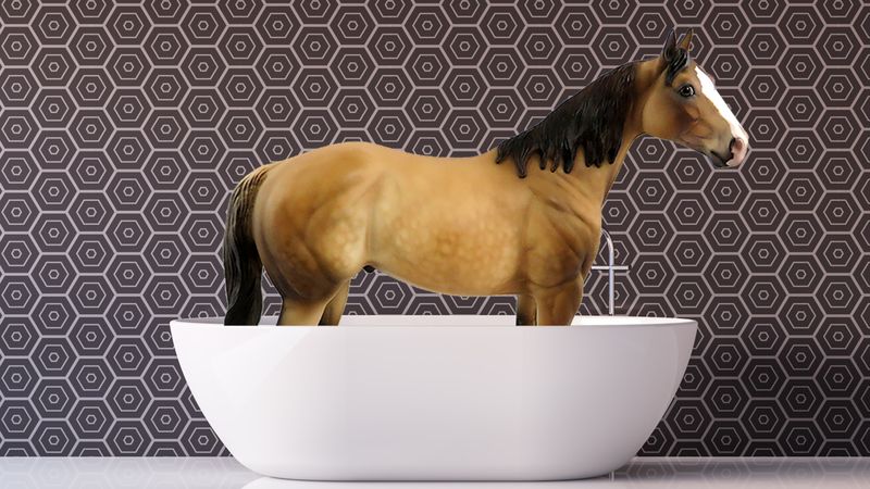 Horses may not be kept in bathtubs