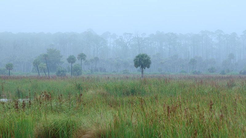 Microclimates: Where Drizzle and Fog Surprise Even Locals