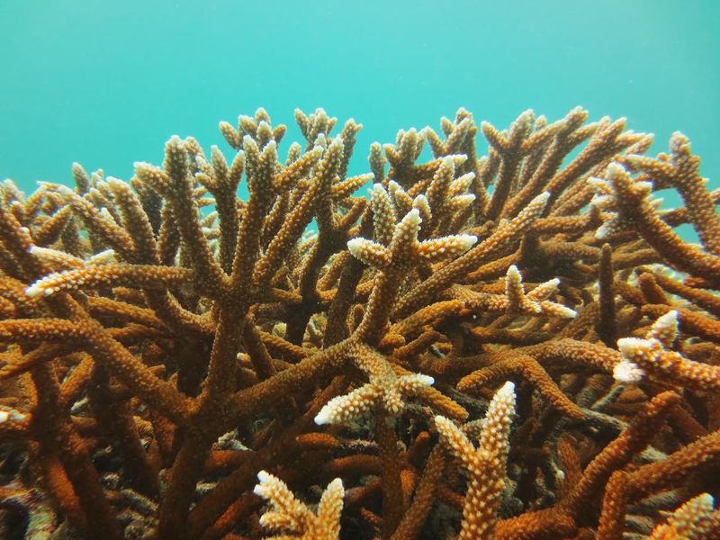 Florida Law Protects Reefs With Serious Penalties