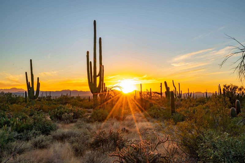 Saguaro Cacti Forests