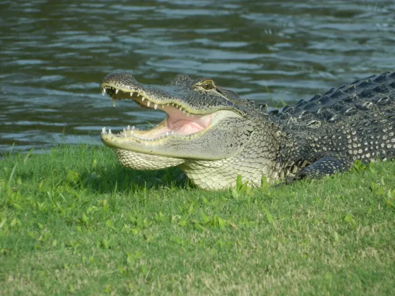 No Feeding Alligators