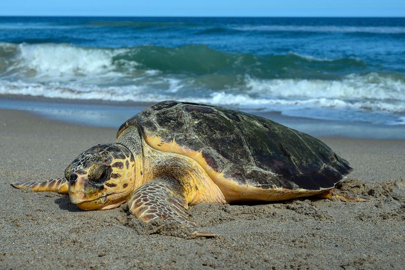 Chasing Sea Turtles on Beaches